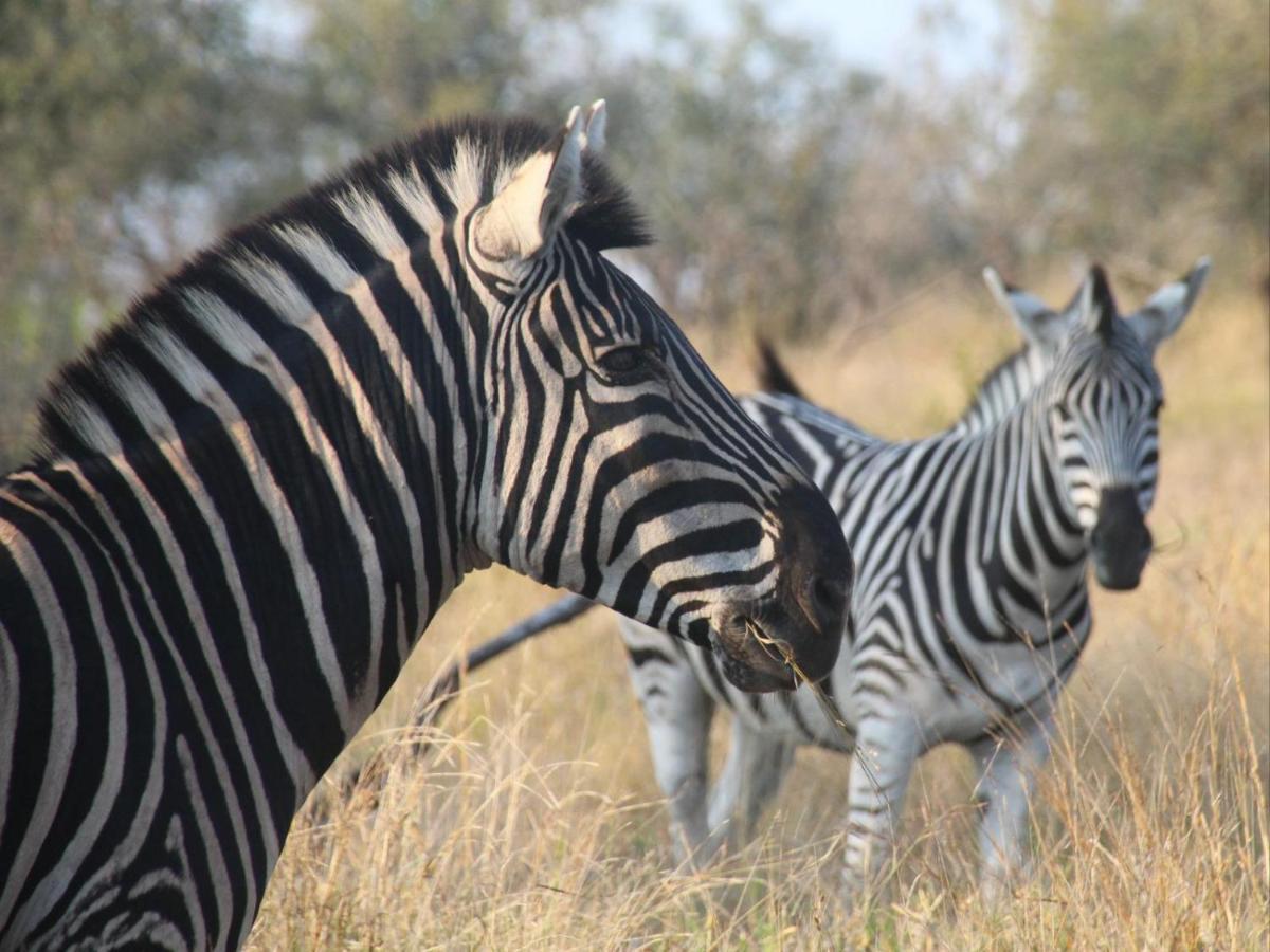 Masorini Bush Lodge & Safari Tents بهالابوروا المظهر الخارجي الصورة