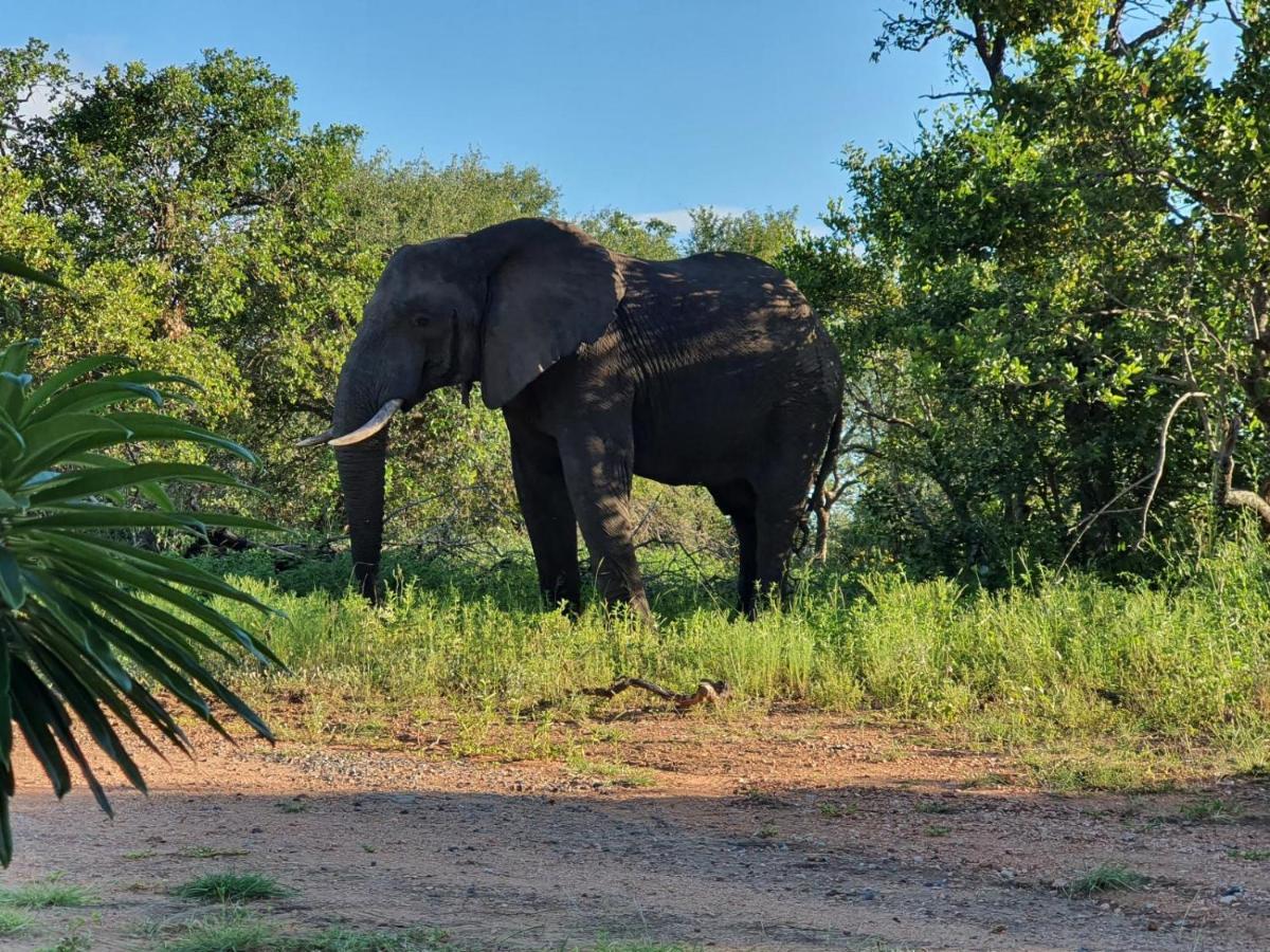 Masorini Bush Lodge & Safari Tents بهالابوروا المظهر الخارجي الصورة