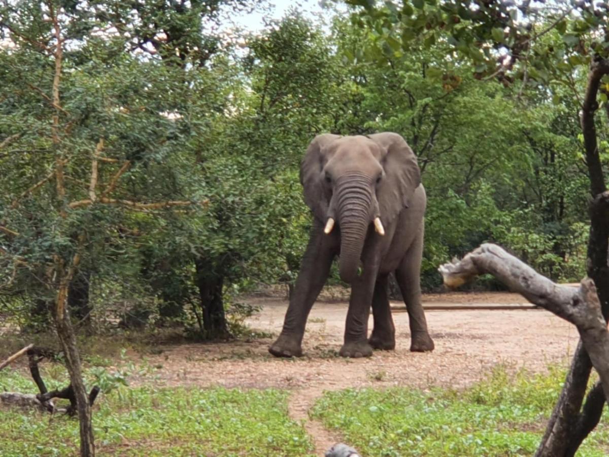 Masorini Bush Lodge & Safari Tents بهالابوروا المظهر الخارجي الصورة