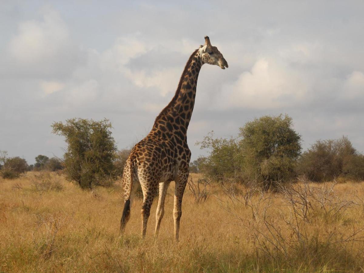 Masorini Bush Lodge & Safari Tents بهالابوروا المظهر الخارجي الصورة