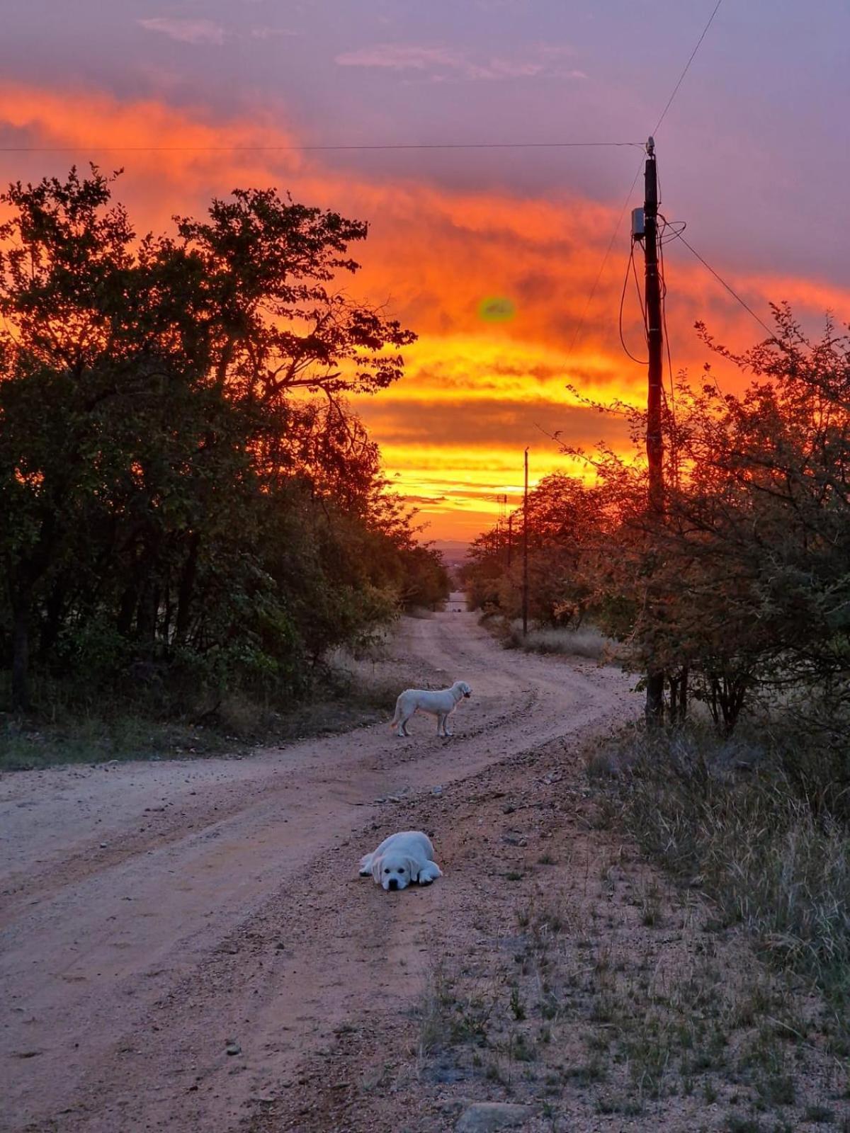 Masorini Bush Lodge & Safari Tents بهالابوروا المظهر الخارجي الصورة